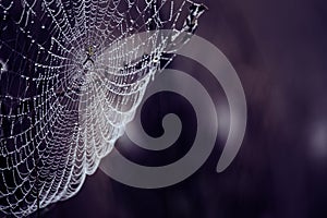 Silken Jewels: Dew-Kissed Web Woven by a Patient Spider