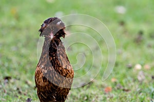 Silkie Bantam Chicken