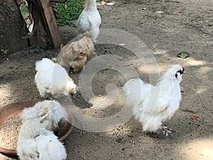 Silkie chicken of the farm.