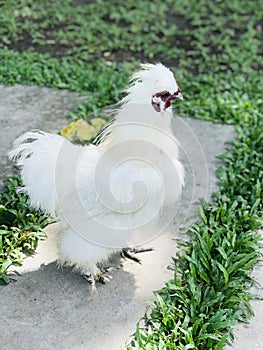 Silkie chicken of the farm.