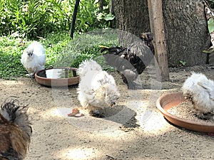 Silkie chicken of the farm.