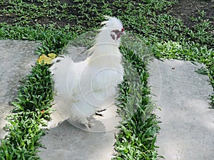 Silkie chicken of the farm.