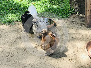 Silkie chicken of the farm.