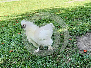 Silkie chicken of the farm.