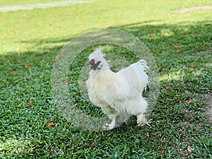 Silkie chicken of the farm.