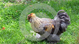 A Silkie chicken find food in park