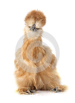 Silkie chicken