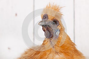 Silkie chicken in henhouse