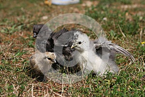 Silkie Chicken Young