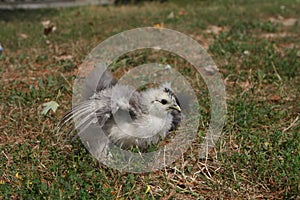 Silkie Chicken Young
