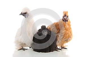 Silkie chickens