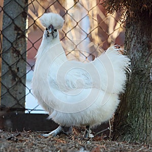 Silkie chickens on a grass, outdoor, bio farm