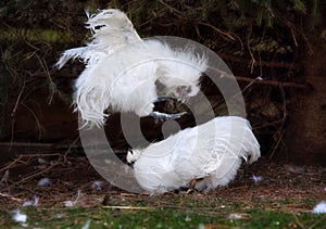 Silkie cock attack roosterin fight - nature battle. Chicken wildlife