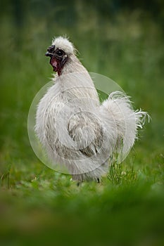 Gallo piedi prato 