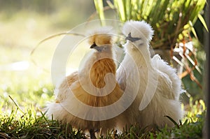 Silkie hens