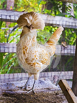 The Silkie or the Silky or Chinese silk chicken Tan and White