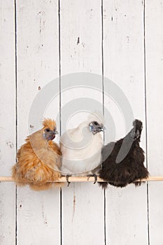 Silkies chickens in henhouse