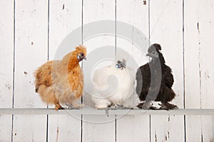 Silkies chickens in henhouse