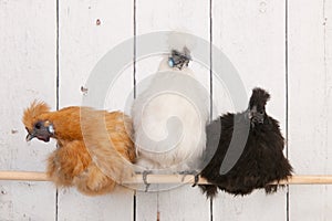Silkies chickens in henhouse photo