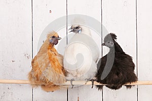 Silkies chickens in henhouse photo