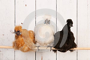 Silkies in henhouse photo