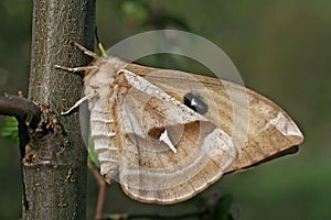 Silkmoth