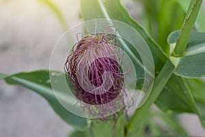 Silks of purple corns on tree with sunlight.