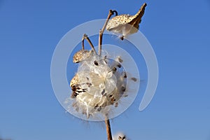 Silkweed (Asclepias syriaca) pods and seeds.