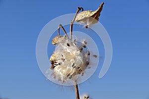 Silkweed (Asclepias syriaca) pods and seeds. photo