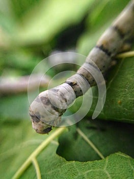 The silkworm