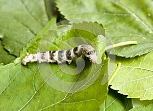 Silkworm photo