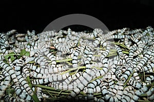 Silkworm