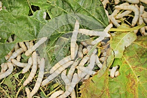 Silkworm or bombyx Mori group eating mulberry leafs on background