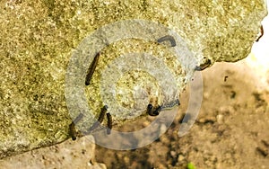 Silkworm caterpillar plague in infestation at Tulum ruins Mexico