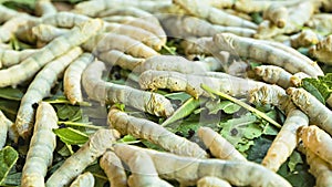 Silkworm caterpillars ready for pupation closeup