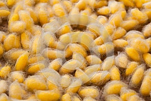 Silkworm cocoon