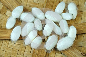 Silkworm cocoon on bamboo container