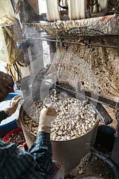 Silkworm cocoon is boilling and unwinding by Vietnamese worman to make silk thread at village in Nam Dinh province, Vietnam