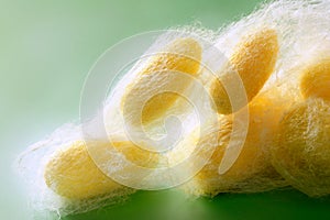 Silkworm cocoon many on silk worm net