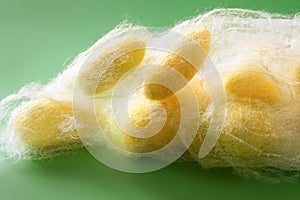 Silkworm cocoon many on silk worm net