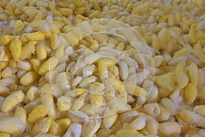 Silkworm Cocoons