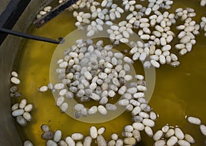 Silkworm cocoons being boiled, Carpetium, Ephesis