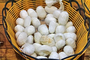 Silkworm cocoons ready for the process of making silk thread by