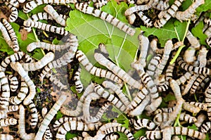 Silkworm