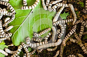 Silkworm photo
