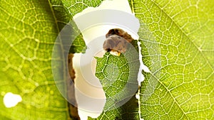 Silkworm devouring leaf green tree in garden. Caterpillar eating leaf at tree