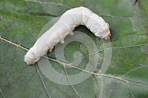 The silkworm eating