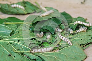 Silkworm eating fresh mulberry leaf.