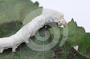 The silkworm eating mulberry