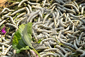 Silkworm eating mulberry green leaf, closeup